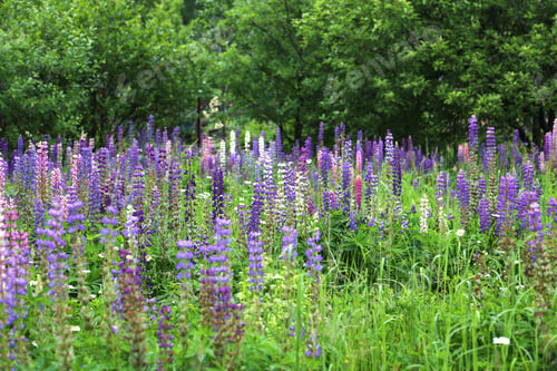 Preview: Wild lupines