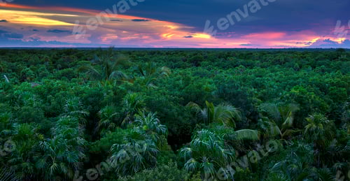 Preview: Jungle Canopy