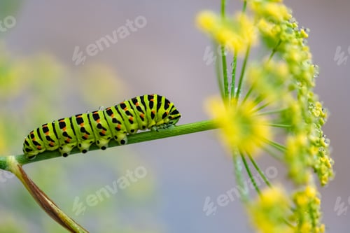 Preview: Caterpillar of an old world swallowtail