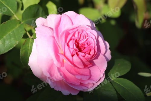 Preview: flower, nature, garden, pink, beautiful, plant, rose, red, beauty, background, spring, green, blosso