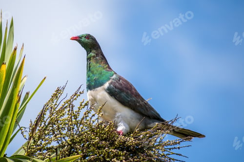 Preview: adult New Zealand pigeon perched in cabbage tree
