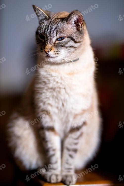 Preview: photography of pets and domestic animals