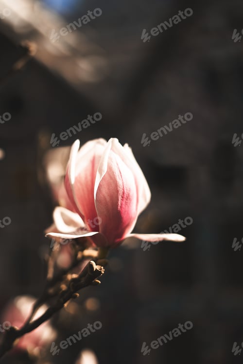 Preview: Blooming magnolia close up on dark or black background. Pink and white beautiful flowers.