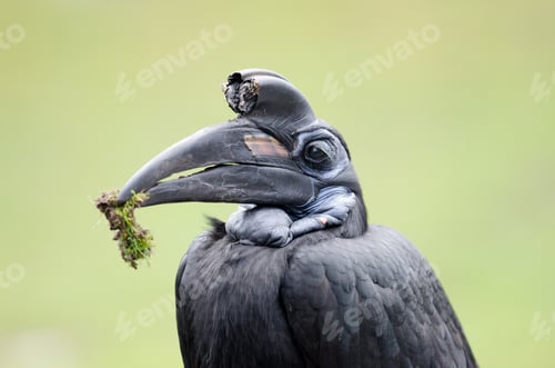 Preview: Abyssinian Ground Hornbill