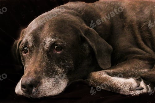 Preview: Portrait of a Sweet old chocolate lab