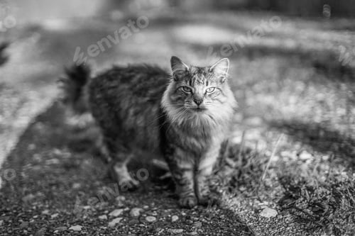 Preview: Stray cat looking at the camera