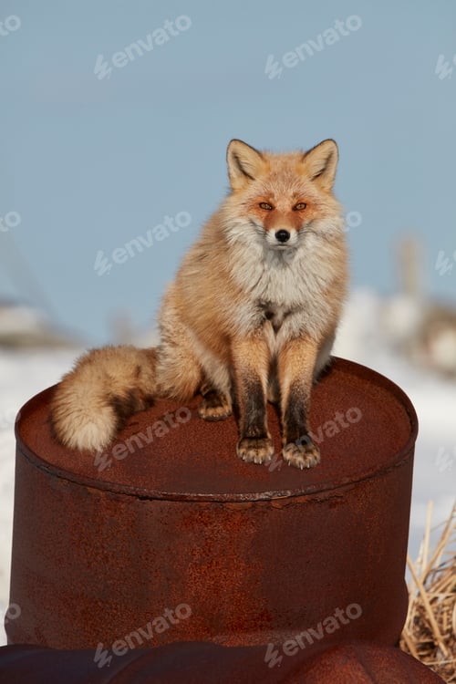 Preview: Ezo red fox (Vulpes vulpes schrencki) sitting on rusty metal drum in winter.