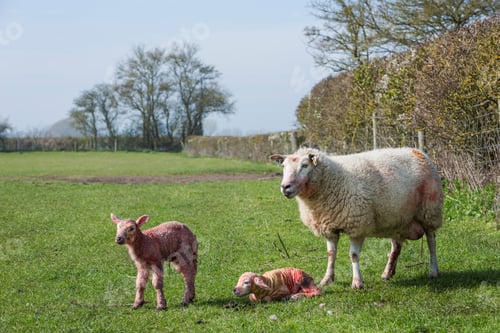 Preview: Ewe and two newborn lambs on a pasture.