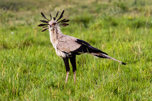 Preview: Secretary Bird in Kenya Africa