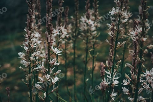 Preview: Beautiful background of wild flowers