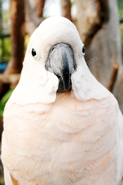 Preview: Selective Focus of White Parrot Against Nature Background