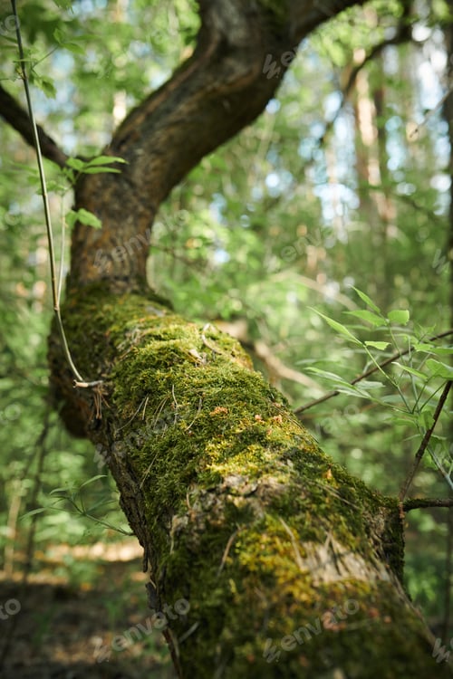 Preview: Green Moss On Tree