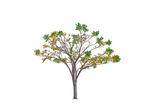 Preview: Silver Trumpet Tree Isolated on white background with Clipping Path