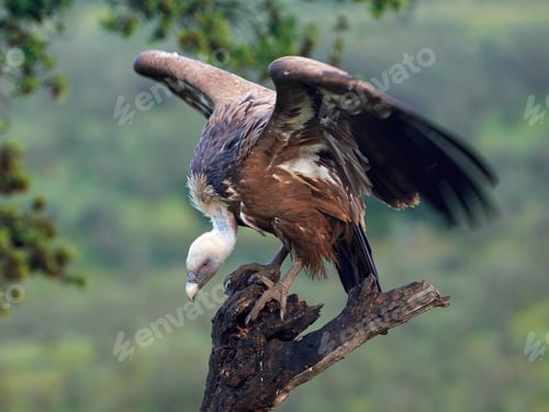 Preview: Griffon vulture (Gyps fulvus)
