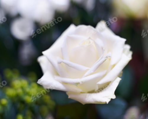 Preview: Picture of innocence. A close-up photo of a fresh white rose.