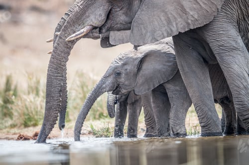 Preview: Drinking herd of Elephants.