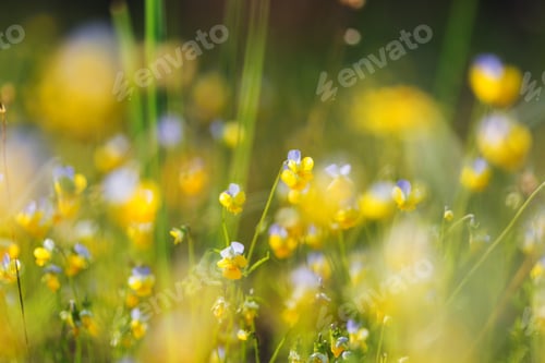 Preview: Wildflowers