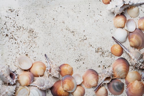 Preview: Seashells on the light marble background