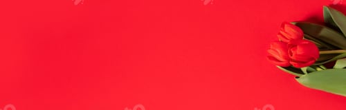 Preview: Red Tulips on a Red Background
