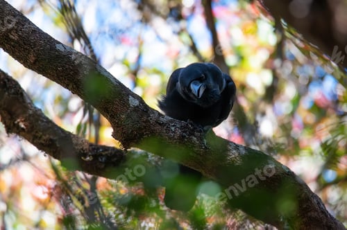 Preview: Large-billed Crow or Corvus macrorhynchos perches on a tree
