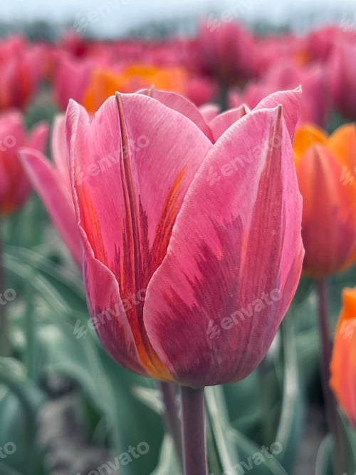 Preview: Tulips