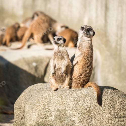 Preview: Slender tailed Meerkats
