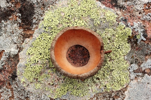 Preview: dry acorn on the stone