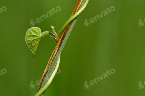 Preview: close up of a green leaf on the vine