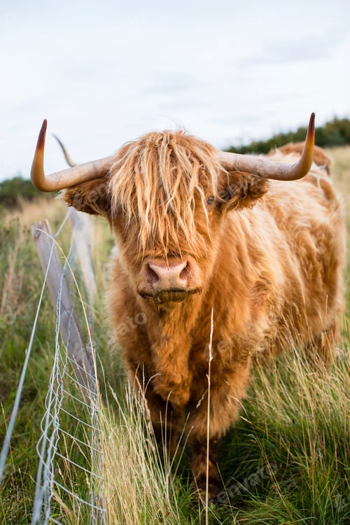 Preview: Portrait of highland cow, Tongue, Scotland, UK