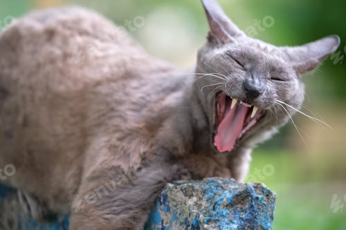 Preview: Big gray angry looking Sphinx breed stray cat resting on steet outdoors in summer