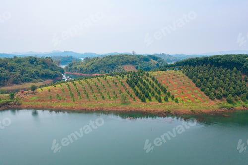 Preview: Lush green trees in tropical forest. Nature landscape background.