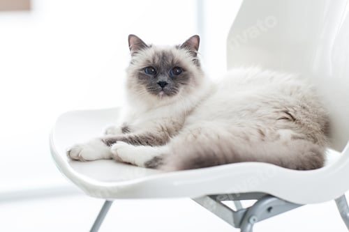 Preview: Lovely cat relaxing on the chair