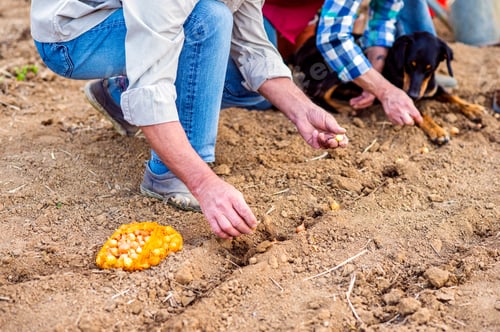 Preview: Close up of unrecognizable senior couple planting onions in row