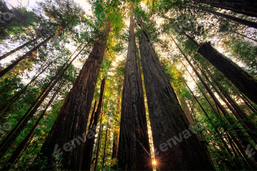 Preview: Sunrise To The Sky, Redwoods National & State Parks, California