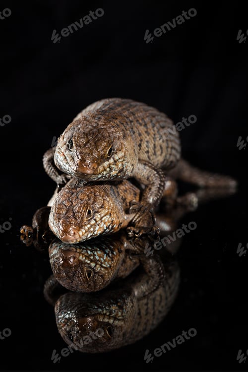 Preview: Pair of Cunningham skinks - Egernia cunninghami - skink species, Australia