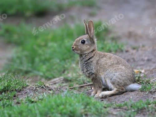 Preview: Closeup shot of a rabbit resting in a grassy field