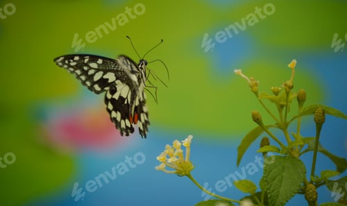 Preview: Butterfly
