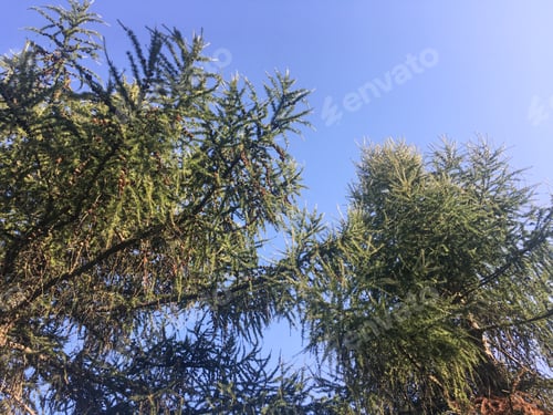 Preview: Spruce branches on a blue background
