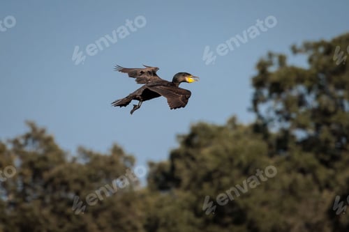 Preview: Cormorant bird in mid-flight against a clear blue sky.