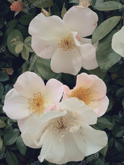Preview: Beautiful spring roses in shades of white, peach and yellow orange