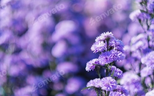 Preview: Closeup image of a beautiful purple Margaret flower field
