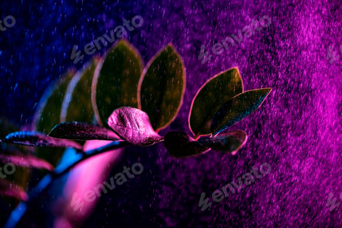 Preview: zanzibar gem houseplant with pink drops, on black