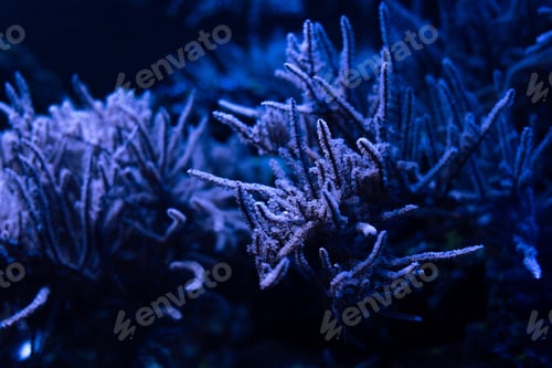 Preview: corals under water in dark aquarium with blue lighting