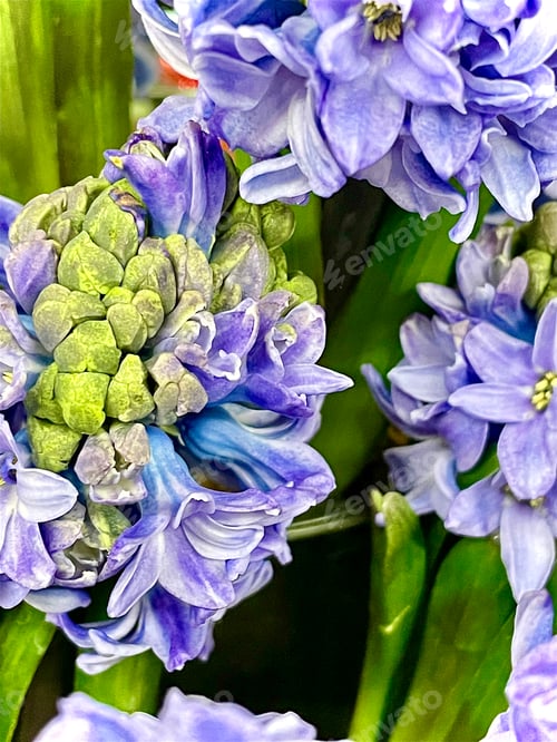 Preview: lilac primroses flowers hyacinth close up