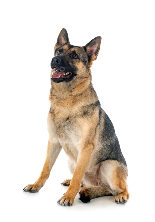 Preview: gray german shepherd