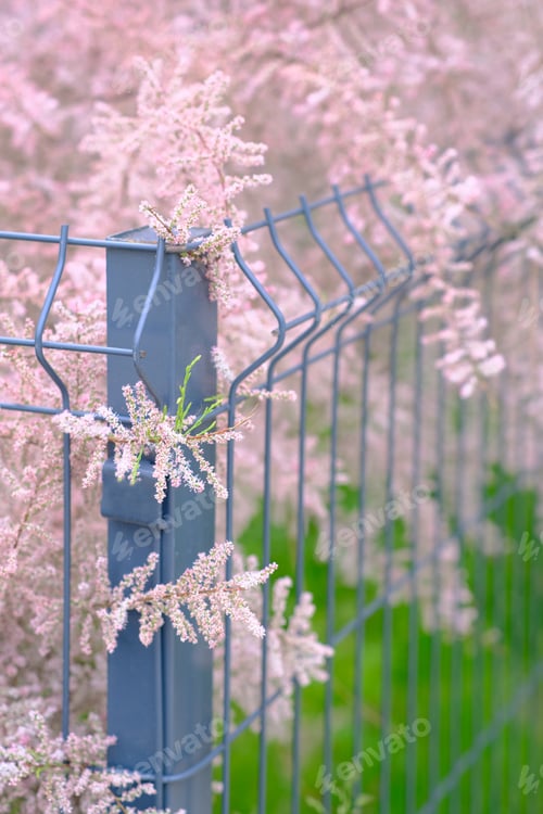 Preview: Pink flowers of Tamarix parviflora. Bright gentle delicate natural spring background. Empty place.