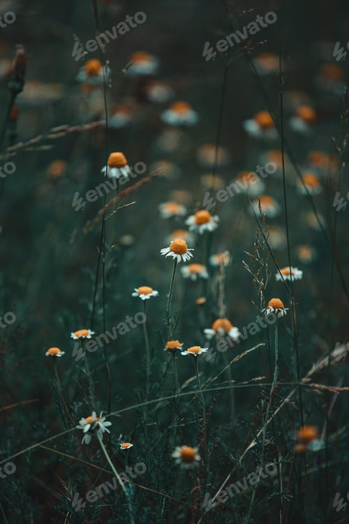 Preview: A close up of some daisies in the middle of the grass