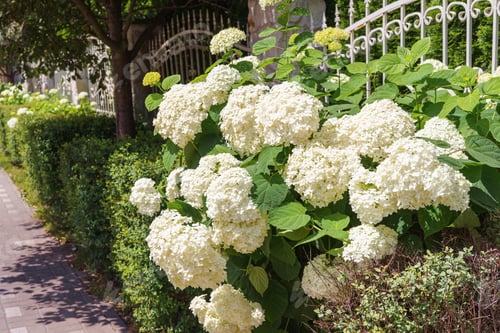Preview: Bush Of Blooming White Flowers Of Paniculata Hydrangea In The Summer Outside, Street Decor.