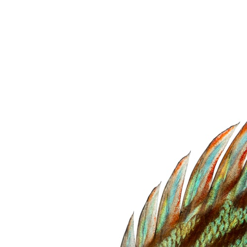 Preview: Close-up of a Blue snakeskin discus' dorsal fin, Symphysodon aequifasciatus, isolated on white