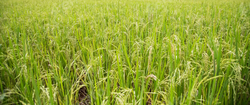 Preview: Paddy field